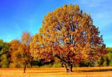 Tematyki miesiąca - Październik